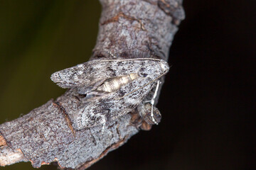 Close Up of Snout Moth with Bark Like Wing Pattern