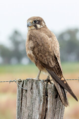 Brown Falcon perched on weathered fence post