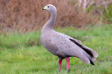 Cape Barren Goose Standing in Grass