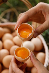 Fresh Free-Range Farm Eggs with Golden Yolks Being Cracked Open by Hands Over Wicker Basket