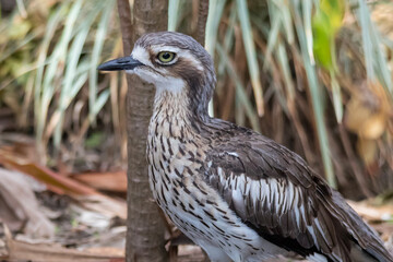 Bush Stone Curlew Standing Among Leaf Litter 