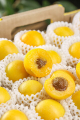 Fresh Golden Apricots in White Foam Packaging from Xinjiang China Premium Fruit Display
