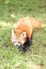 Red panda walking on green grass at the zoo, sticking out its tongue slightly, photographed in daylight