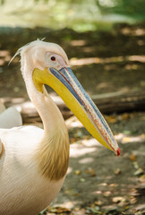 Close-up of a great white pelican with colorful beak in natural environment