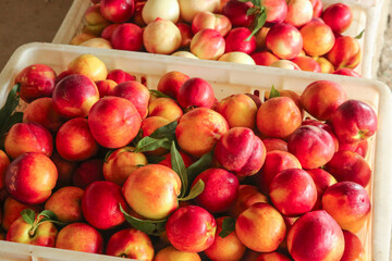 Fresh Red-Skinned Nectarines from Dalian Orchard in Wooden Crates at Farmers Market