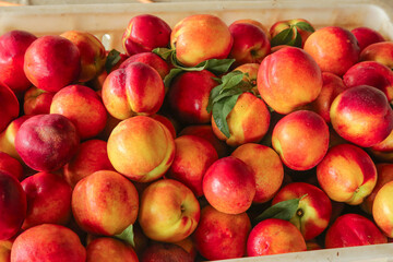 Fresh Nectarines from Dalian Shanxi Orchards - Ripe Stone Fruit Harvest in Wooden Crate