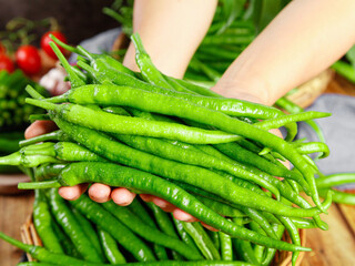Fresh Green Chili Peppers in Hands - Raw Organic Vegetables for Cooking and Spicy Food Preparation