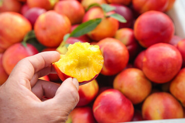 Fresh Yellow Nectarine Slice in Hand with Ripe Fruit Harvest from Dalian Shanxi Orchard