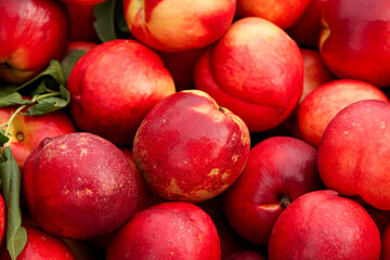 Fresh Red Nectarines from Dalian Shanxi Orchard Harvest - Organic Stone Fruit