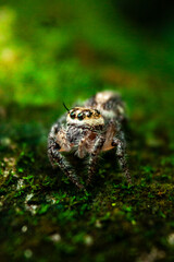 spider on a leaf