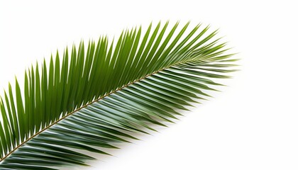 Obraz premium coconut palm leaf isolated for object and retouch design
