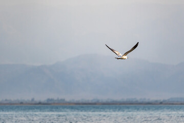 A black-headed gull, or common gull, or river gull (Chroicocephalus ridibundus) in flight over the wavy shiny surface of the water against the background of mountains, side view.