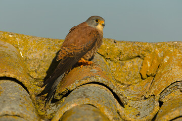 Adult male Lesser kestrel at first light of sunrise on its breeding ground in spring