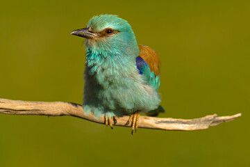 European roller at first light of sunrise on its breeding ground in spring
