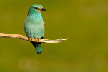 European roller at first light of sunrise on its breeding ground in spring