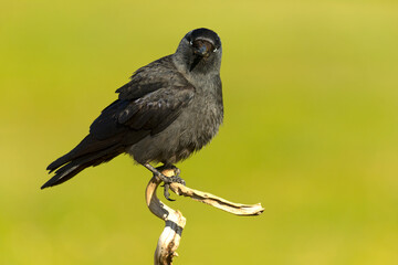 Western jackdaw at dawn in its territory in a Mediterranean steppe area