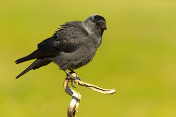 Western jackdaw at dawn in its territory in a Mediterranean steppe area
