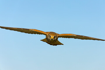 Lesser kestrel in flight on a very clear spring day