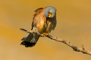 Adult male Lesser kestrel at first light of sunrise on its breeding ground in spring