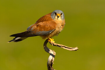 Adult male Lesser kestrel at first light of sunrise on its breeding ground in spring