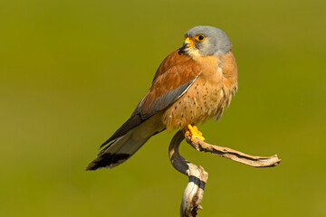 Adult male Lesser kestrel at first light of sunrise on its breeding ground in spring