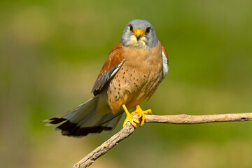 Adult male Lesser kestrel at first light of sunrise on its breeding ground in spring