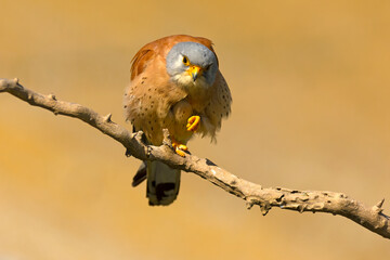 Adult male Lesser kestrel at first light of sunrise on its breeding ground in spring
