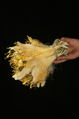 Hand Holding Dried Corn Husks with Silk Fibers on Black Background
