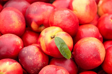 Fresh Dalian Nectarines from Orchard - Ripe Red Yellow Stone Fruit with Heart-Shaped Natural Beauty