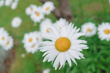 Obraz premium Chamomile Flowers with Yellow Centers