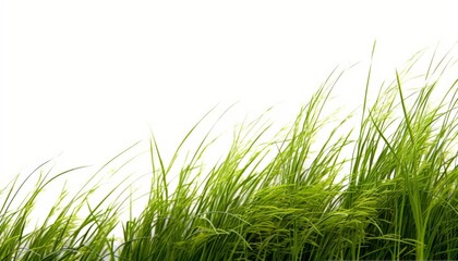 Green grass isolated for object design