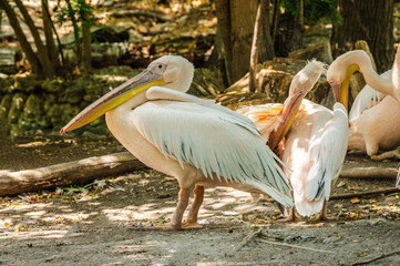 Group of pelicans resting and preening in natural outdoor habitat