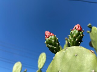 Closeup of cactus buds with vibrant red tips against clear blue sky, showcasing tropical desert plant detail and natural beauty.