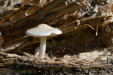 wood mushroom
