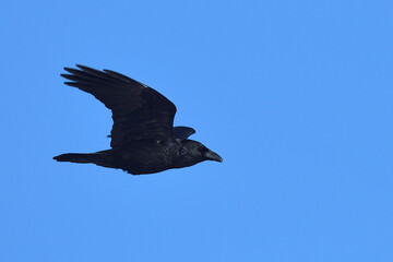 raven
