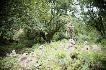 Primate Group Sitting on Grassland in Nature