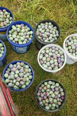 Freshly Picked Plums in Harvest Buckets - Farmers May Collection of Crisp Seasonal Fruit