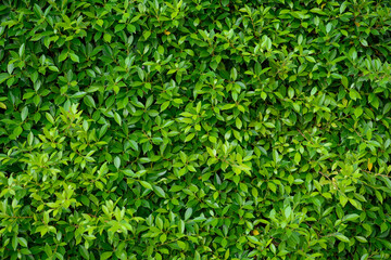 Bright green leaves are suitable for making a natural background, beautiful.