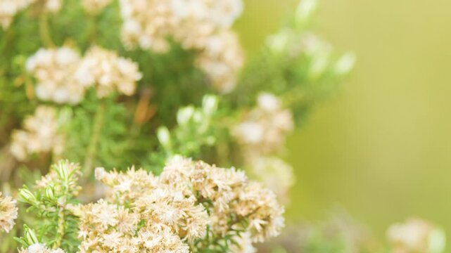 Close-Up of Ozothamnus Diosmifolius Blossoms in Sunlit Bushland