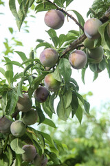 Freshly Picked Ripe Plums on Tree Branch Ready for May Harvest Season