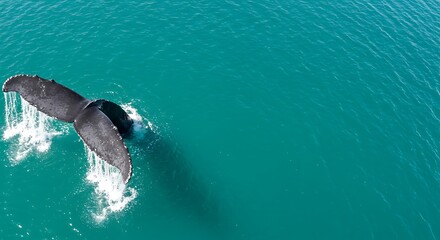 Fototapeta premium Humpback whale diving and splashing in turquoise ocean waters 