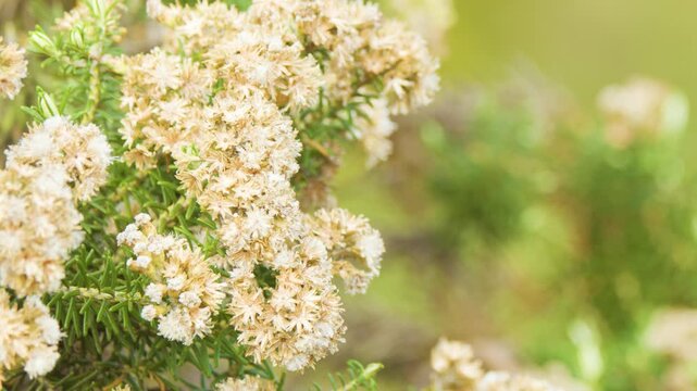 Close-Up of Ozothamnus Diosmifolius Blossoms in Sunlit Bushland