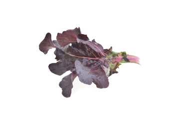 Red oak lettuce on white background