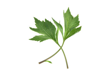fresh mugwort leaves isolated on white background.