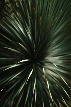 Close-up view of lush pointed leaves radiating outward