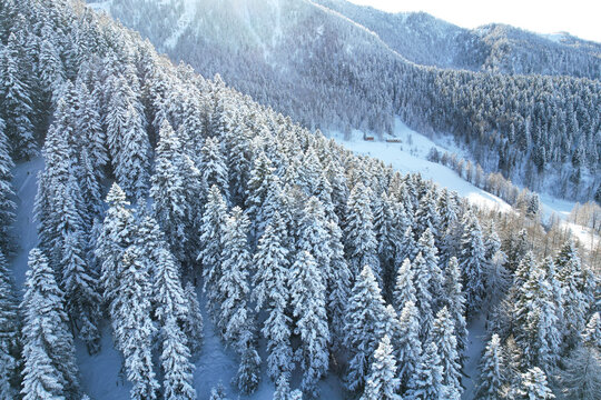 Aerial view of snow-laden evergreens cascade down the mountainside, a serene blanket of white juxtaposed against the dark green of the trees, Frais, Piemonte, Italy.