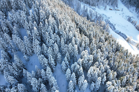 Fototapeta Aerial view of a snow-laden forest with dense evergreen trees casting shadows on the pristine white landscape, Frais, Piemonte, Italy.