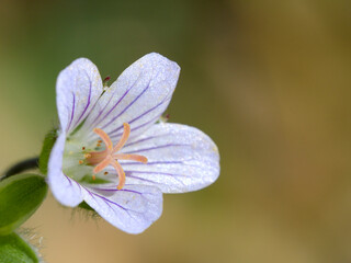 Flower of Geranium sibiricum