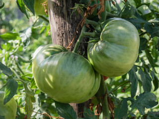 Two huge green tomatoes (Solanum lycopersicum) ripen on the branches of the tomato plant surrounded by green leaves in a rural vegetable garden during summer