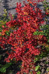 Natural background of purple leaves and berries of barberry bush.